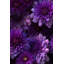 Papier peint floral, décoration murale murale mauve moderne