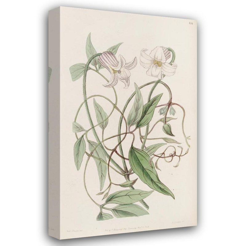 «The Crisp-Flowered Clematis» par Sydenham Edwards - Art mural sur toile tendue avec châssis, H 24 po x l 17 po