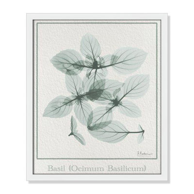 Jeanette "Basil Ocimum Basilicum" Painting