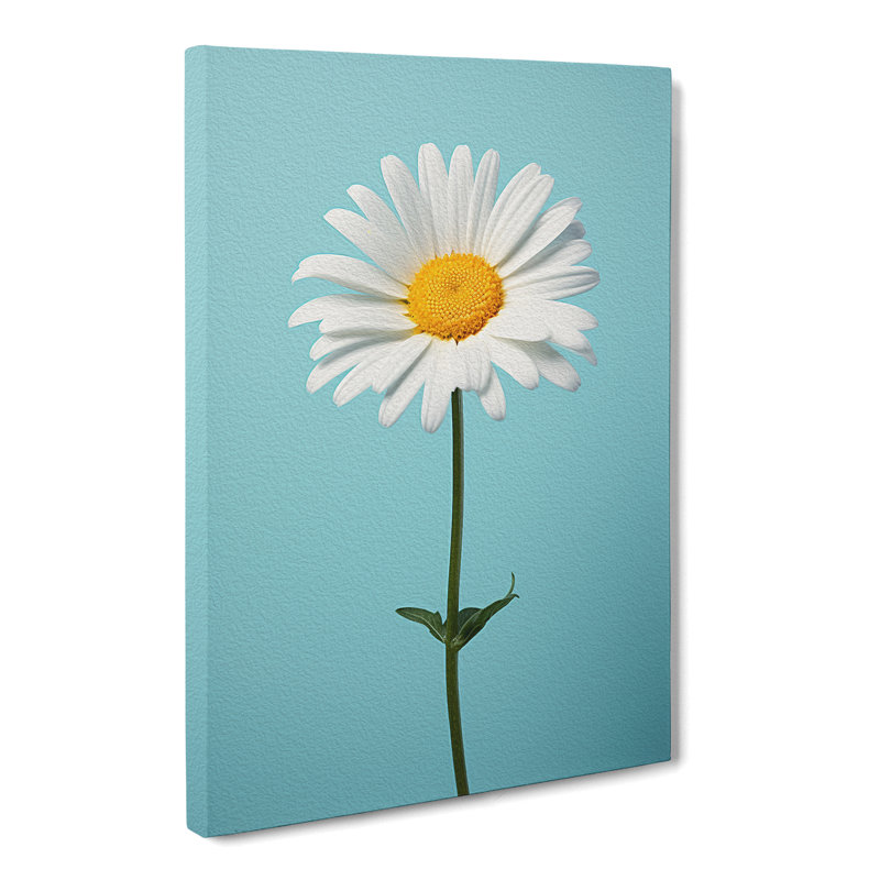 Daisy Minimalism - Wrapped Canvas, 60cm H x 40cm W x 3cm D
