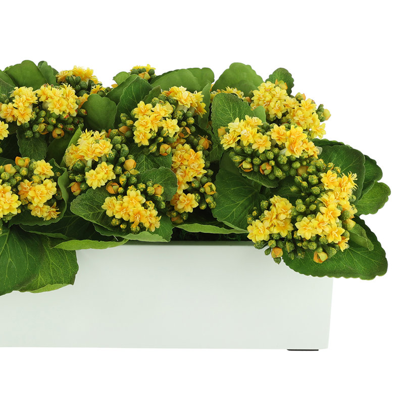 Kalanchoes Arranged Mixed in Rectangular Planter
