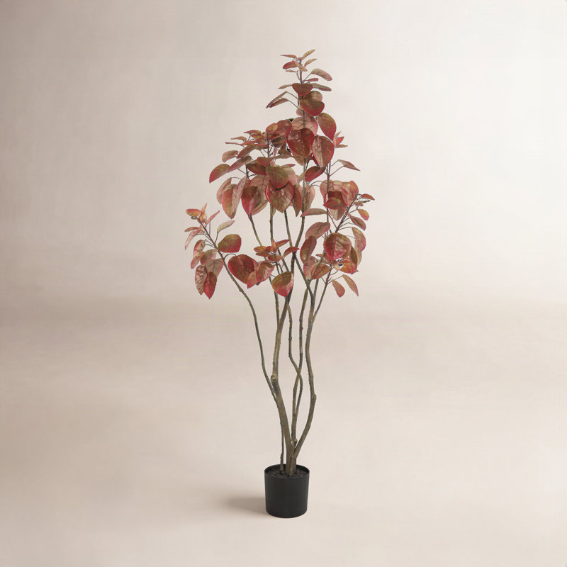 Arbre 4 'Cotinus Coggygria, rouge