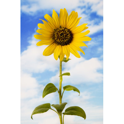 Sunflower And Blue Sky by Kertlis - Wrapped Canvas Print