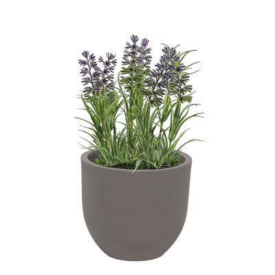 Plant Pot