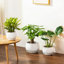 TYHPOT Ceramic Pot Planter-659570