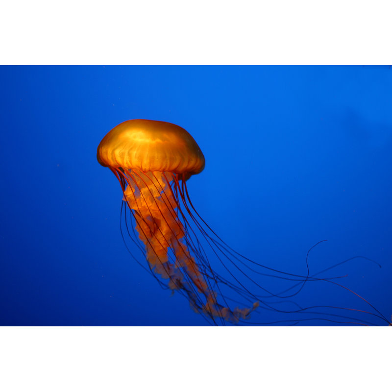 Jellyfish by ToddSm66 - Wrapped Canvas Print, 20cm H x 30cm W x 3.8cm D