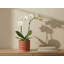 Pot de fleurs Moon Gate pour orchidées avec soucoupe intégrée - Petit pot en céramique émaillée pastel (lot de 4) - Jarin extérieur-1232645004-1232645005