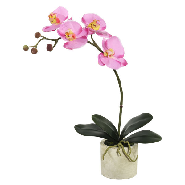 Ophelia & Co. Orchid Arrangement in Pot & Reviews | Wayfair