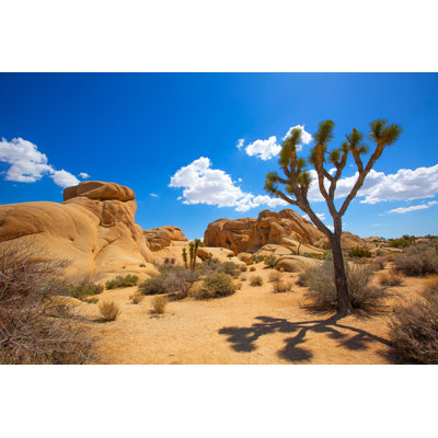 Jirina Joshua Tree National Park par - Photographie de toile tendue