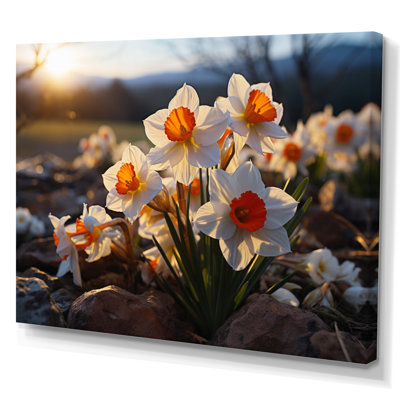 " Daffodils Field Sunset II "