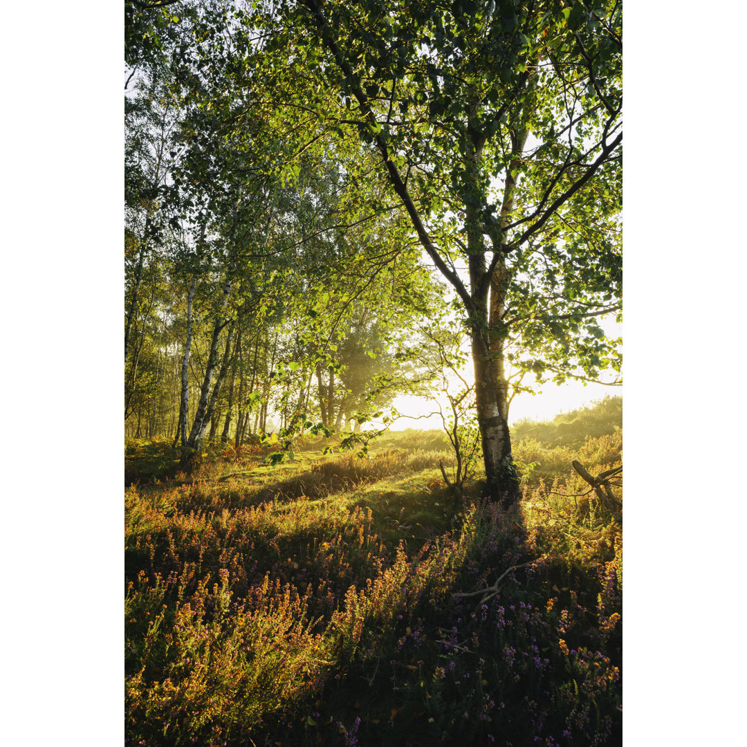 Sonnenaufgang in den Surrey Hills von Simonbradfield - Leinwandbild