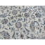 Tapis oriental nain fin en soie noué à la main 8 pi 3 po x 11 pi 8 po 6B1B98662AFA402A9C5F54CE6B7E787D