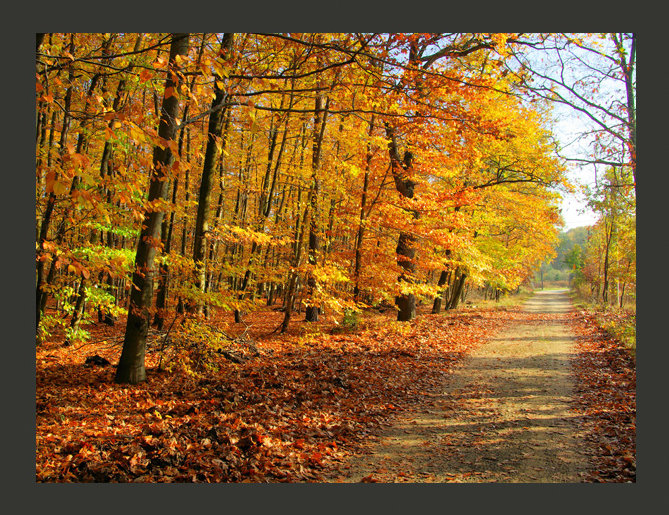 Beech Forest 2.31m x 300cm Wallpaper, 400 cm x 309 cm