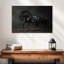 Cheval noir brillant Brampt-107678102