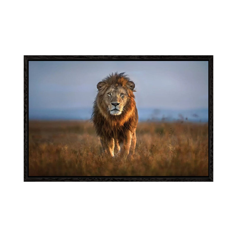 Lion Close Up by Xavier Ortega - Print on Canvas, Black Framed, 66.04 cm H x 45.72 cm W