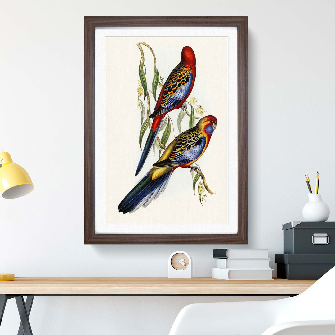 Adelaide Parakeets by Elizabeth Gould - Single Picture Frame Painting