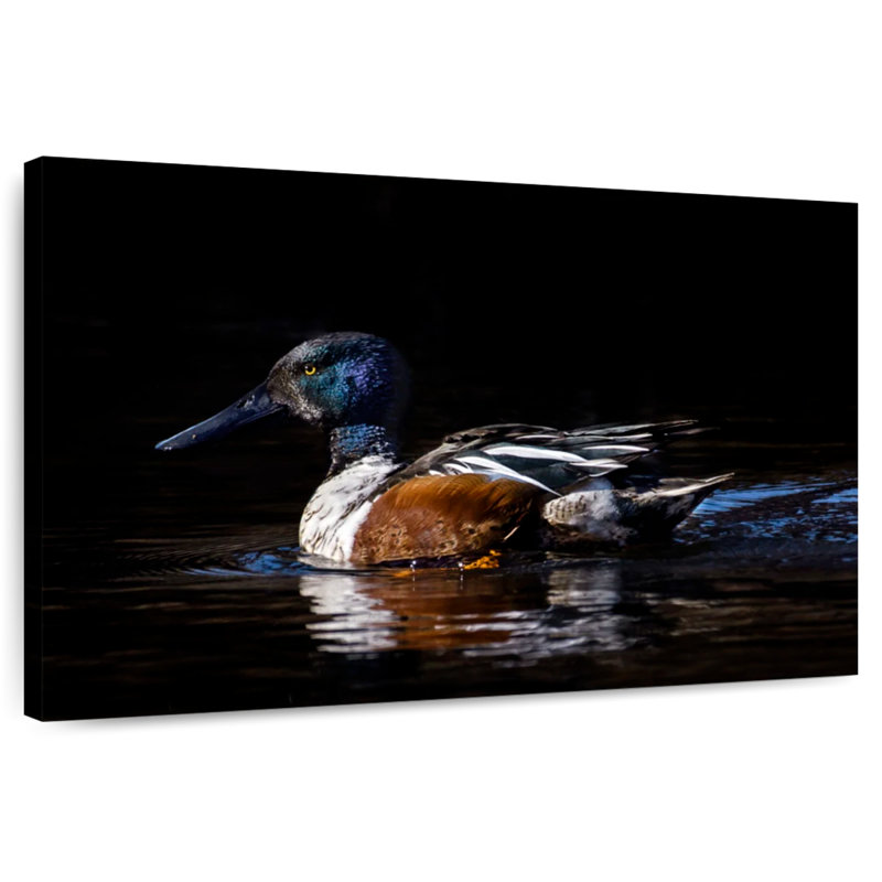 Brampt Northern Shoveler Duck