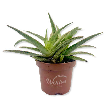 Pink Blush Aloe - Live Plant in a 4 Inch Pot - Aloe 'Pink Blush' - Rare and Colorful Decorative Easy-Care Succulent for Your Indoor Garden
