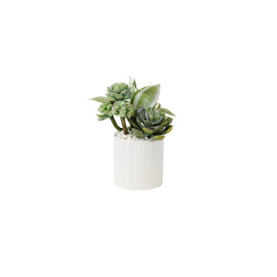 Succulents Arrangement in Ribbed White Ceramic Planter