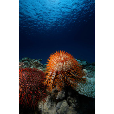 Image d'étoile de mer de Rarotonga par Lars Witberg - photographie sur toile tendue