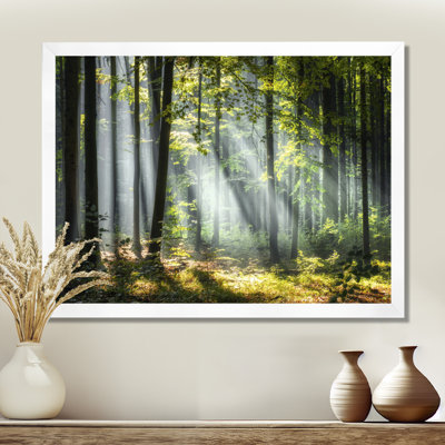 «Sunny Morning Magic Forest III - Forest», reproduction d'art sur toile