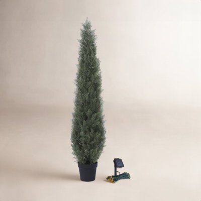 Adcock Cedar Topiary in Pot