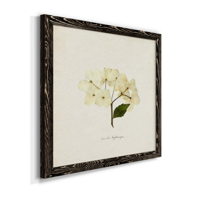 " Cornales Hydrangea II "