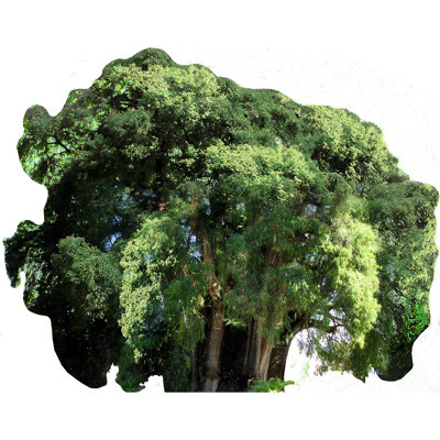 Arbol Del Tule