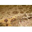 Dania Oriental Area Rug