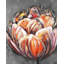 Double et abstrait tulipe orange - impression encadrée avec passe-partout-57764963-57764960