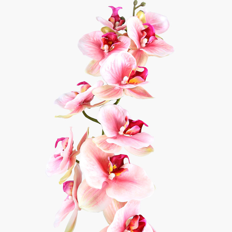 Orchid Arrangement, Pink