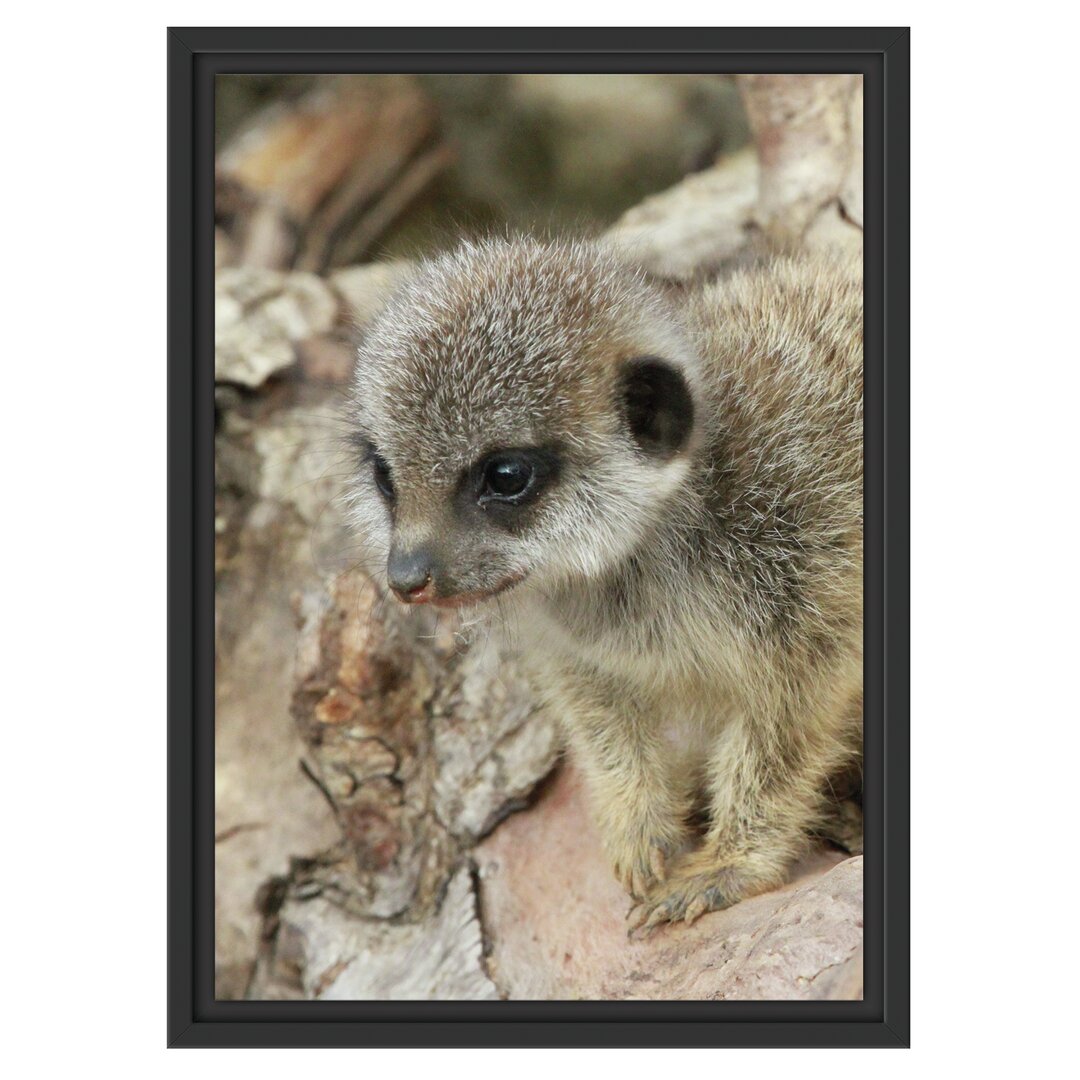 Gerahmtes Wandbild junges Erdmännchen auf Baum