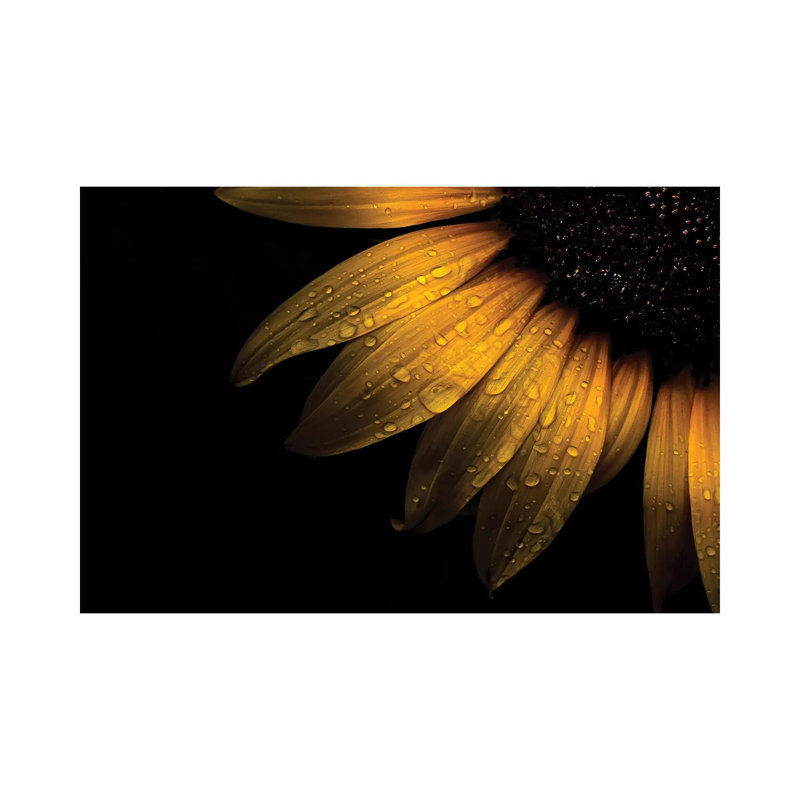 Sunflower Detail II by Brian Carson - Wrapped Canvas Print, 20.32 cm H x 30.48 cm W