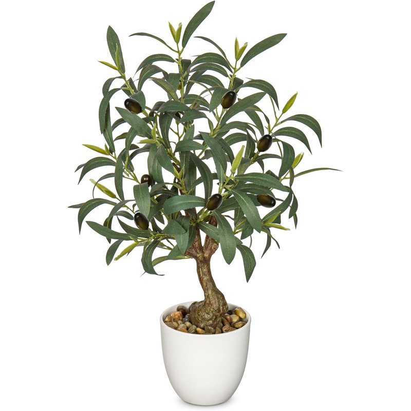 17,7 plante