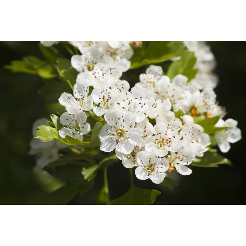Hawthorn - Wrapped Canvas Print, 30cm H x 46cm W
