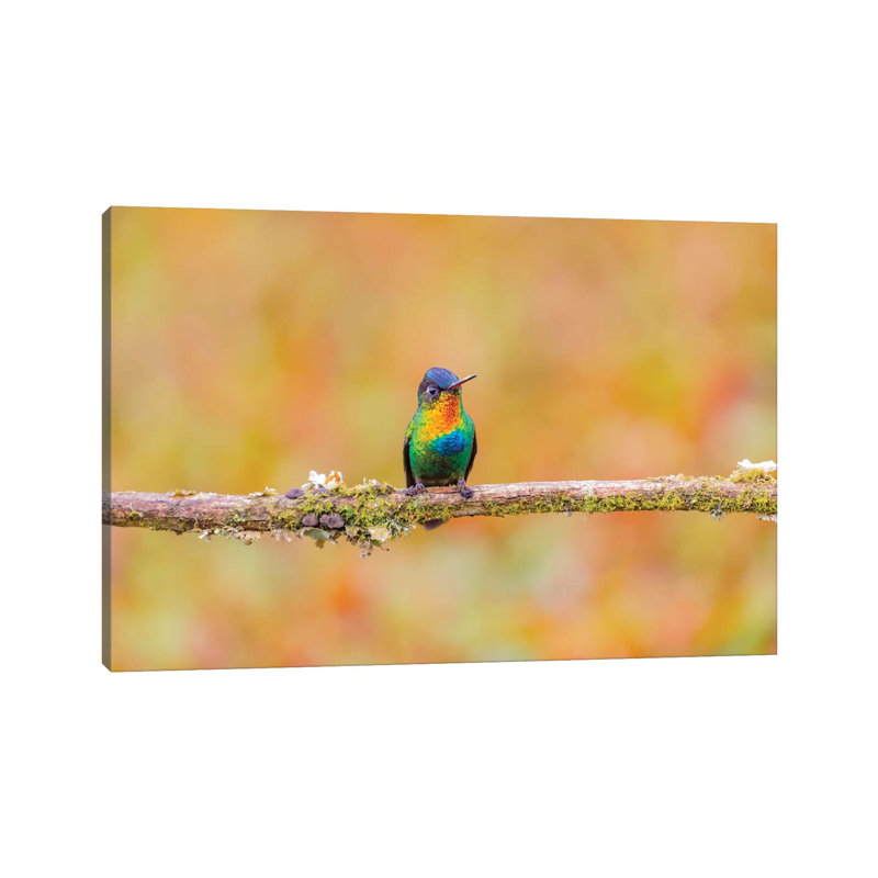 Central America, Costa Rica. Male Fiery-throated Hummingbird. by Jaynes Gallery - Wrapped Canvas Gallery-Wrapped Canvas Giclée