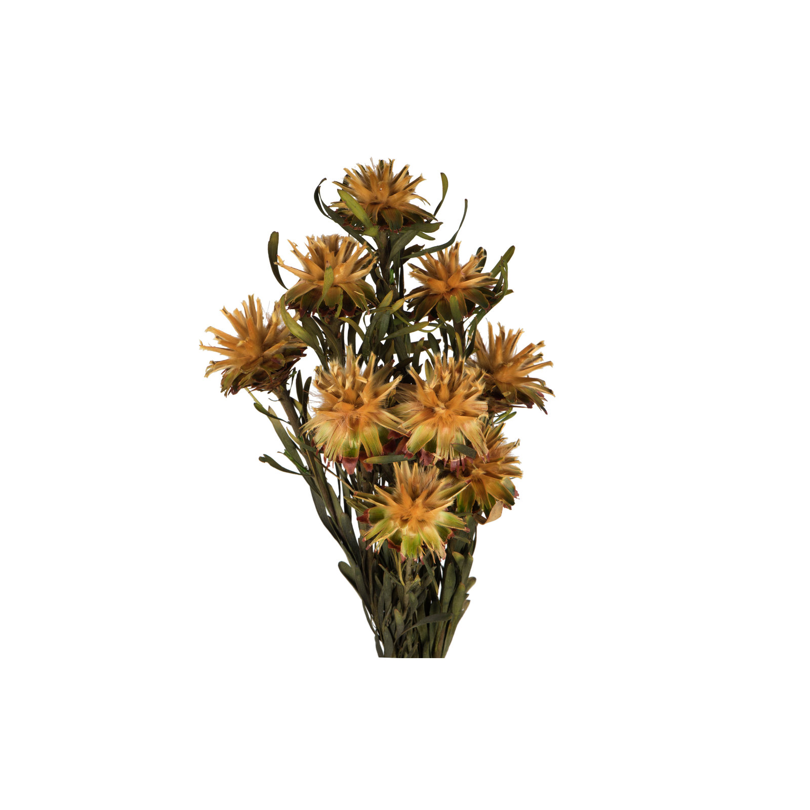 Plumosum Arrangement, Gold