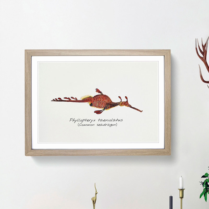 Illustration of a Common Seadragon by F.E. Clarke - Picture Frame Painting Print, 27cm H x 36cm W x 2cm D, Oak Framed