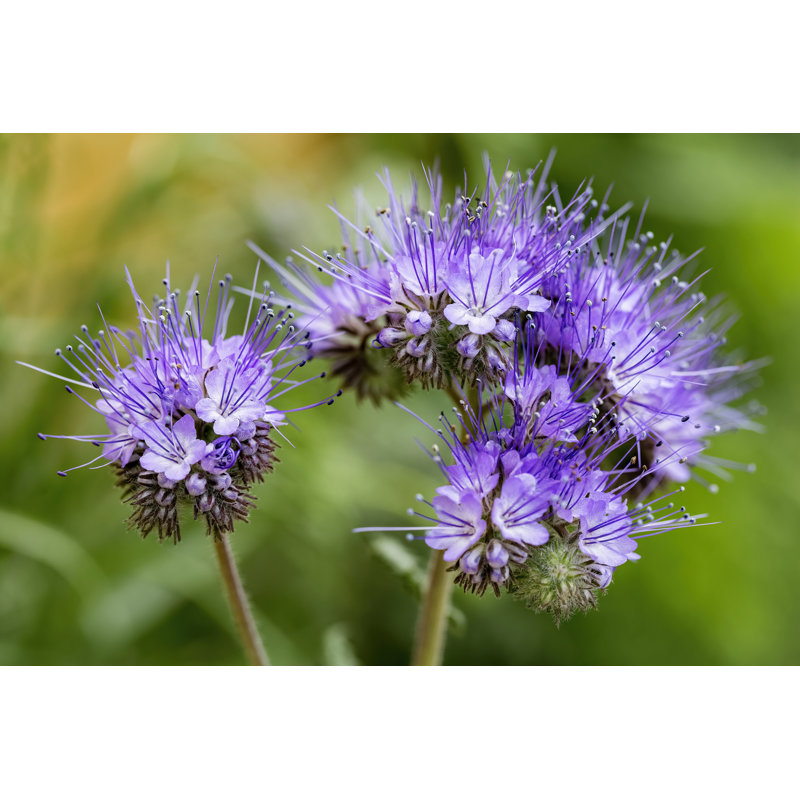 Lavedan Phacelia Flower - Wrapped Canvas Print, 30cm H x 46cm W x 3.8cm D