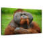 Orang-outan autoritaire-1686002859