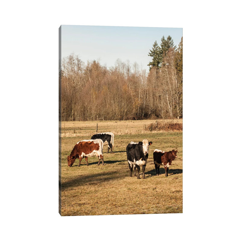 Pinzgauer Beef Cattle Grazing In A Pasture II, Issaquah, Washington, USA by Janet Horton - Wrapped Canvas Print