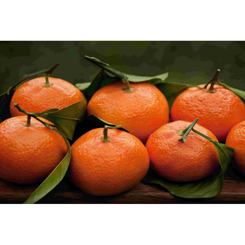 Tangerines Satsuma I 2855254, H 8 po x l 12 po