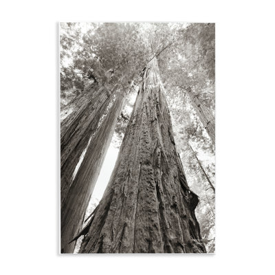 Art antique sur bois de séquoia par Nathan Larson