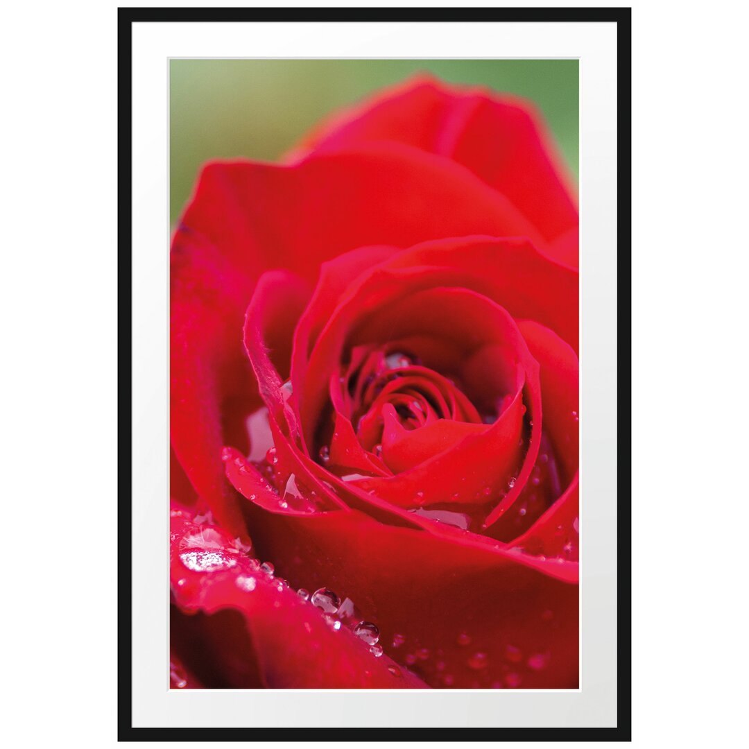 Gerahmtes Poster Rose mit Wassertropfen