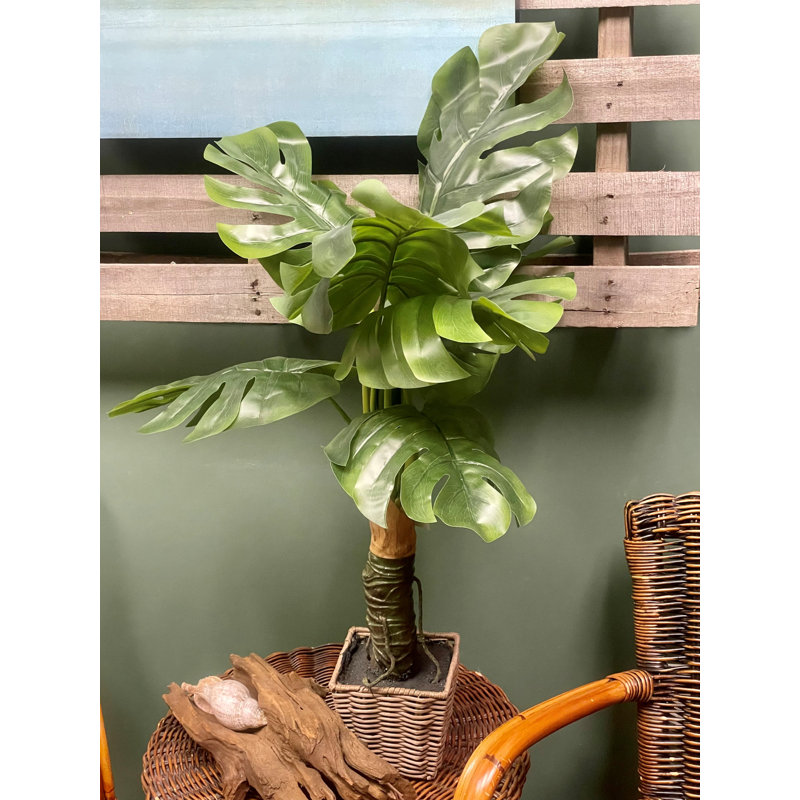 Philodendron en pot 5 pi, H 36 po x l 24 po x P 20 po