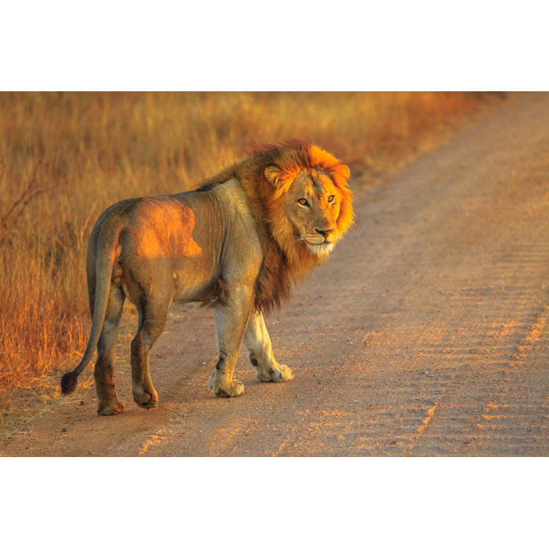 " Male Lion Africa " by Bennymarty, 20" H x 30" W