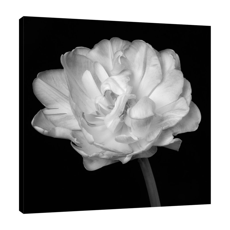 "BW Solo Tulip 2", toile tendue par Dianne Poinski, H 18 po x l 18 po x P 1,5 po