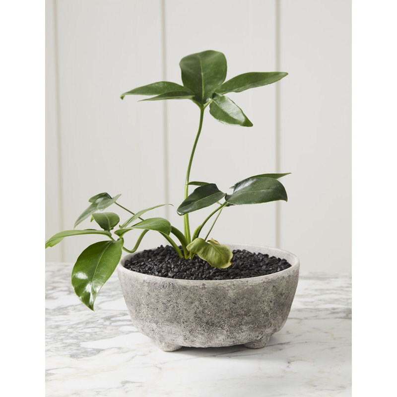 Rustic Stone Ceramic Bowl Planter