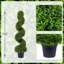 120cm Plant