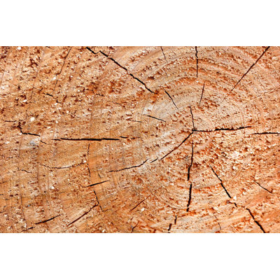 Cedarwood Wood Texture by Chienmuhou - Wrapped Canvas Print
